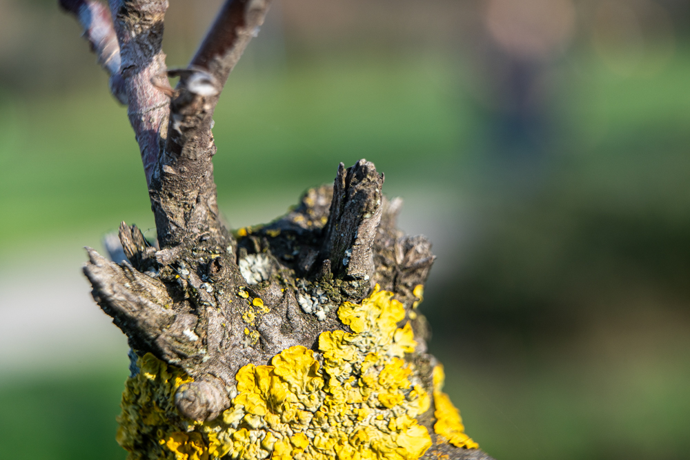 Sedinta foto macro in Parcul Circului