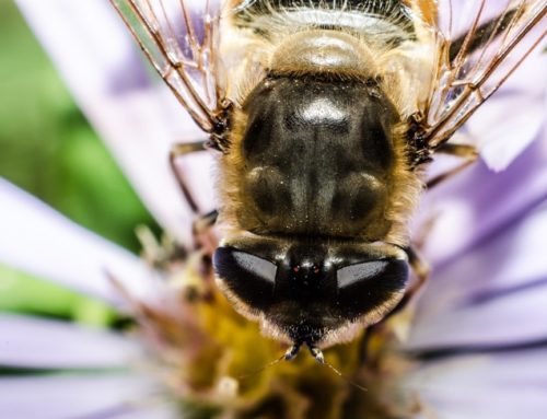 Macro photography – Flower, bee, meal time